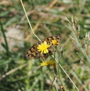 Heteronympha cordace at Namadgi National Park - 28 Feb 2024