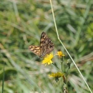 Heteronympha cordace at Namadgi National Park - 28 Feb 2024