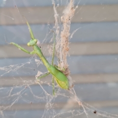 Pseudomantis albofimbriata at Isaacs, ACT - 16 Apr 2024 by Mike