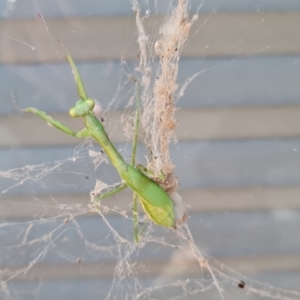 Pseudomantis albofimbriata at Isaacs, ACT - 16 Apr 2024 10:17 AM