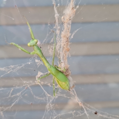 Pseudomantis albofimbriata at Isaacs, ACT - 16 Apr 2024 by Mike