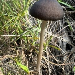 Oudemansiella 'radicata group' (Rooting shank) at Yass River, NSW - 10 Apr 2024 by SueMcIntyre