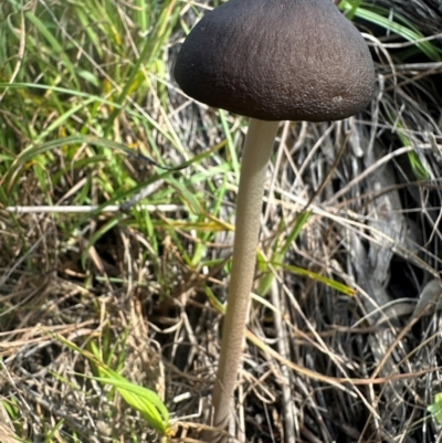 Oudemansiella 'radicata group' (Rooting shank) at Yass River, NSW - 10 Apr 2024 by SueMcIntyre