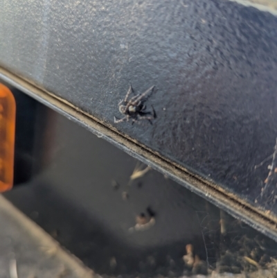 Badumna sp. (genus) (Lattice-web spider) at Flynn, ACT - 16 Apr 2024 by rbannister