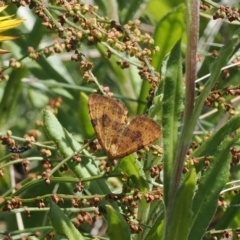 Chrysolarentia polyxantha (Yellow Carpet Moth) at Namadgi National Park - 28 Feb 2024 by RAllen