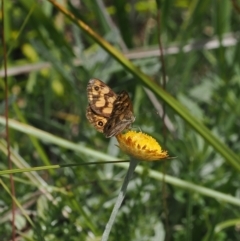 Heteronympha cordace (Bright-eyed Brown) at Cotter River, ACT - 27 Feb 2024 by RAllen