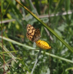 Heteronympha cordace at Namadgi National Park - 28 Feb 2024