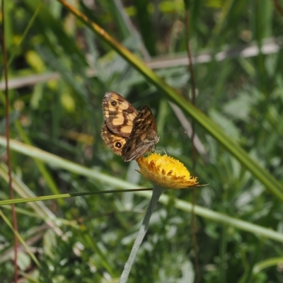 Heteronympha cordace (Bright-eyed Brown) at Namadgi National Park - 28 Feb 2024 by RAllen