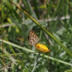 Heteronympha cordace at Namadgi National Park - 28 Feb 2024