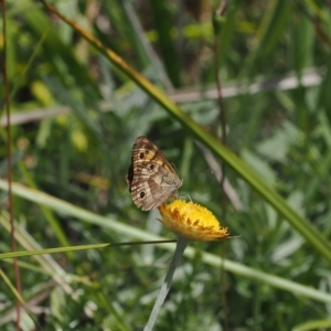 Heteronympha cordace at Namadgi National Park - 28 Feb 2024 12:13 AM