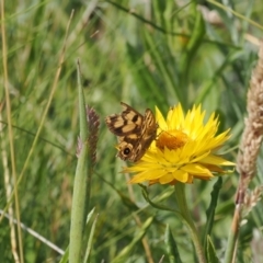 Heteronympha cordace at Namadgi National Park - 28 Feb 2024 12:13 AM