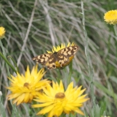 Heteronympha cordace at Namadgi National Park - 28 Feb 2024