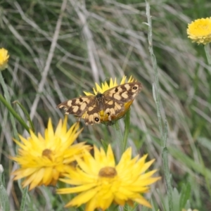 Heteronympha cordace at Namadgi National Park - 28 Feb 2024