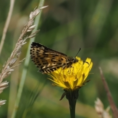 Hesperilla munionga (Alpine Sedge-Skipper) at Cotter River, ACT - 28 Feb 2024 by RAllen