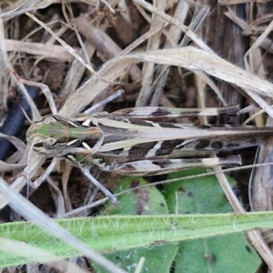 Oedaleus australis at Budjan Galindji (Franklin Grassland) Reserve - 16 Apr 2024 11:22 AM