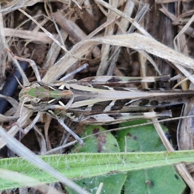 Oedaleus australis (Australian Oedaleus) at Budjan Galindji (Franklin Grassland) Reserve - 16 Apr 2024 by trevorpreston