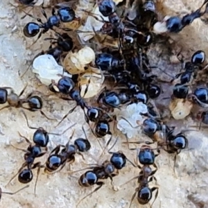 Monomorium sp. (genus) at Budjan Galindji (Franklin Grassland) Reserve - 16 Apr 2024