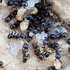 Monomorium sp. (genus) at Budjan Galindji (Franklin Grassland) Reserve - 16 Apr 2024