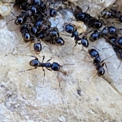 Monomorium sp. (genus) at Budjan Galindji (Franklin Grassland) Reserve - 16 Apr 2024