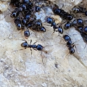 Monomorium sp. (genus) at Budjan Galindji (Franklin Grassland) Reserve - 16 Apr 2024