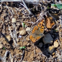 Junonia villida (Meadow Argus) at Harrison, ACT - 16 Apr 2024 by trevorpreston