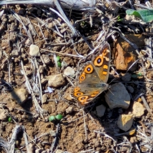 Junonia villida at Budjan Galindji (Franklin Grassland) Reserve - 16 Apr 2024 11:12 AM