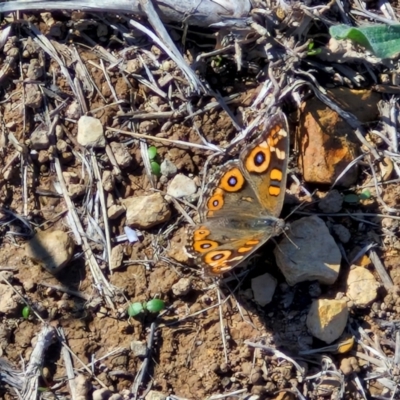 Junonia villida (Meadow Argus) at Budjan Galindji (Franklin Grassland) Reserve - 16 Apr 2024 by trevorpreston