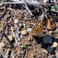 Junonia villida at Budjan Galindji (Franklin Grassland) Reserve - 16 Apr 2024