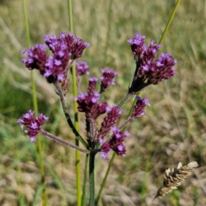 Verbena incompta at Budjan Galindji (Franklin Grassland) Reserve - 16 Apr 2024