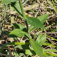 Verbena incompta at Budjan Galindji (Franklin Grassland) Reserve - 16 Apr 2024