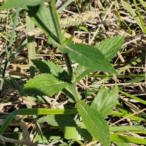 Verbena incompta at Budjan Galindji (Franklin Grassland) Reserve - 16 Apr 2024