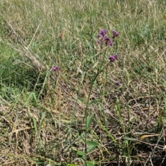 Verbena incompta at Budjan Galindji (Franklin Grassland) Reserve - 16 Apr 2024 11:10 AM