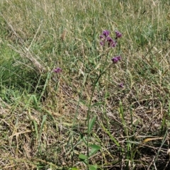 Verbena incompta at Budjan Galindji (Franklin Grassland) Reserve - 16 Apr 2024