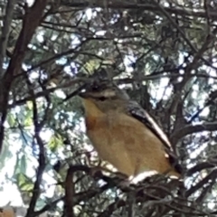 Pardalotus punctatus at QPRC LGA - 16 Apr 2024 11:21 AM