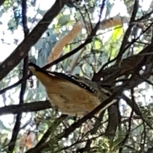 Pardalotus punctatus at QPRC LGA - 16 Apr 2024 11:21 AM