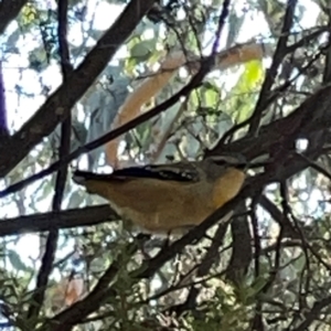 Pardalotus punctatus at QPRC LGA - 16 Apr 2024 11:21 AM