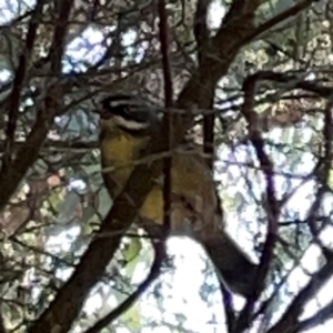 Sericornis frontalis at QPRC LGA - 16 Apr 2024 11:23 AM