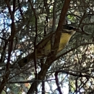 Sericornis frontalis at QPRC LGA - 16 Apr 2024 11:23 AM