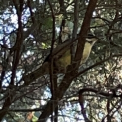 Sericornis frontalis at QPRC LGA - 16 Apr 2024 11:23 AM