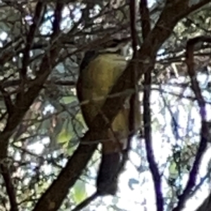 Sericornis frontalis at QPRC LGA - 16 Apr 2024 11:23 AM