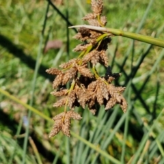 Schoenoplectus tabernaemontani (River Club-rush) at Budjan Galindji (Franklin Grassland) Reserve - 16 Apr 2024 by trevorpreston