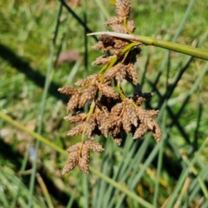 Schoenoplectus tabernaemontani at Budjan Galindji (Franklin Grassland) Reserve - 16 Apr 2024