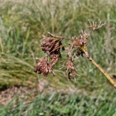 Schoenoplectus tabernaemontani at Budjan Galindji (Franklin Grassland) Reserve - 16 Apr 2024