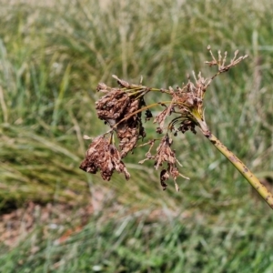 Schoenoplectus tabernaemontani at Budjan Galindji (Franklin Grassland) Reserve - 16 Apr 2024