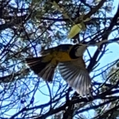 Pachycephala pectoralis (Golden Whistler) at Greenleigh, NSW - 16 Apr 2024 by Hejor1