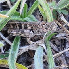 Austroicetes sp. (genus) (A grasshopper) at Budjan Galindji (Franklin Grassland) Reserve - 16 Apr 2024 by trevorpreston