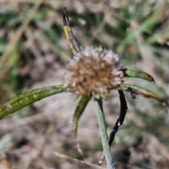 Euchiton sphaericus (star cudweed) at Budjan Galindji (Franklin Grassland) Reserve - 16 Apr 2024 by trevorpreston