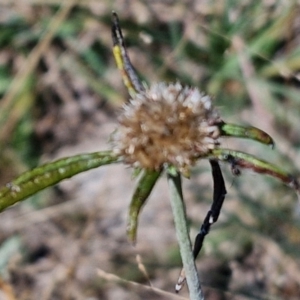 Euchiton sphaericus at Franklin Grassland (FRA_5) - 16 Apr 2024 11:00 AM