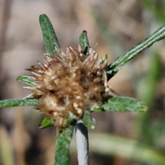 Euchiton sphaericus at Franklin Grassland (FRA_5) - 16 Apr 2024 11:00 AM