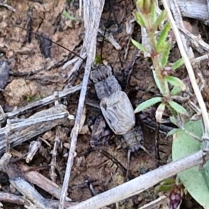 Bobilla sp. (genus) at Franklin Grassland (FRA_5) - 16 Apr 2024 10:57 AM